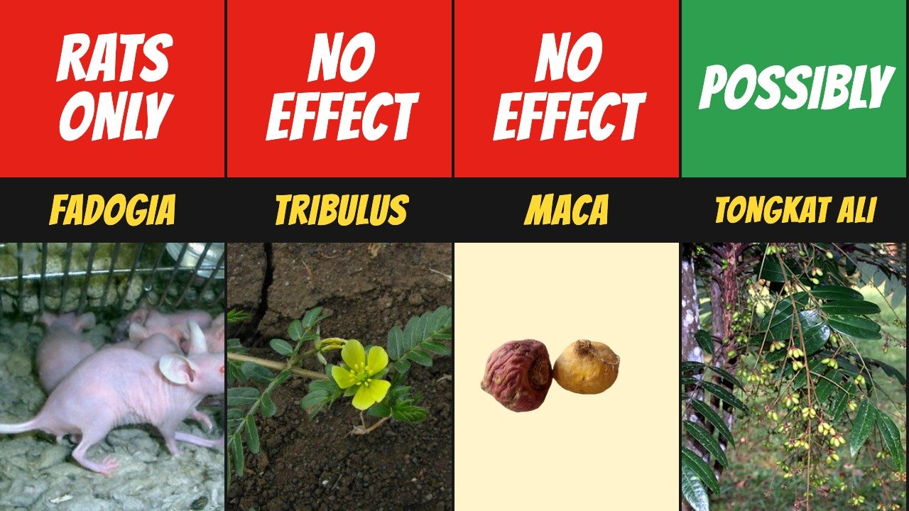Fadogia: rats only. Tribulus: no effect. Maca: no effect. Tongkat ali: possibly.